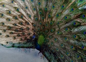 Wydrza.  Zaginął Hubert – paw szkarłatny. Właścicielka prosi o pomoc.