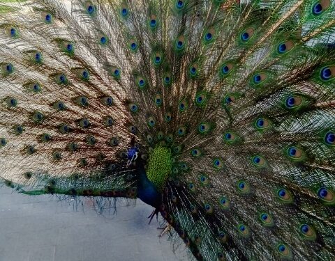 Wydrza.  Zaginął Hubert – paw szkarłatny. Właścicielka prosi o pomoc.