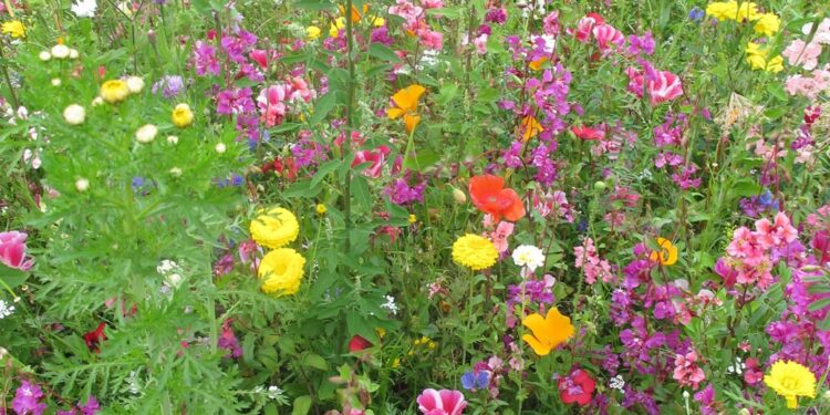 Mielec: Co tam takiego rośnie?