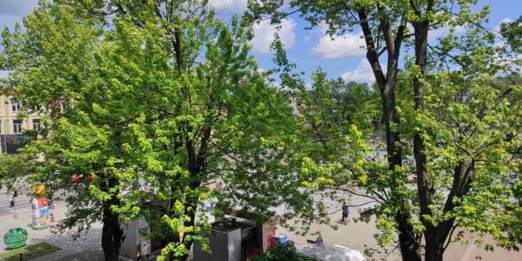 Mielec: Zmiana drzewostanu musi poczekać