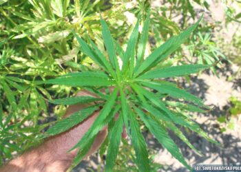 Staszów: Ogród pełen konopi