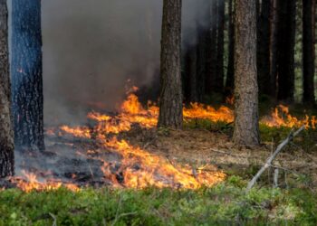 Mielec: Coraz bardziej sucho w mieleckich lasach