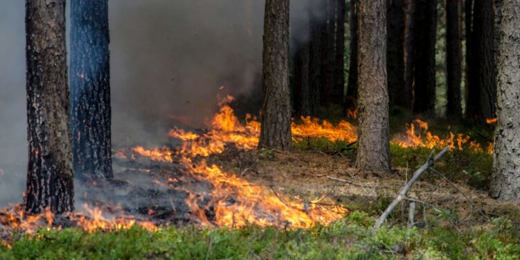 Mielec: Coraz bardziej sucho w mieleckich lasach