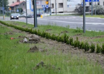 Stalowa Wola: Nasadzenia drzew na ulicy Popiełuszki już zakończone
