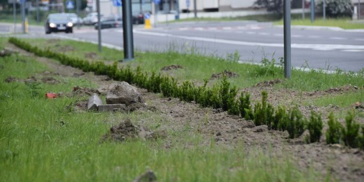 Stalowa Wola: Nasadzenia drzew na ulicy Popiełuszki już zakończone