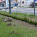 Stalowa Wola: Nasadzenia drzew na ulicy Popiełuszki już zakończone