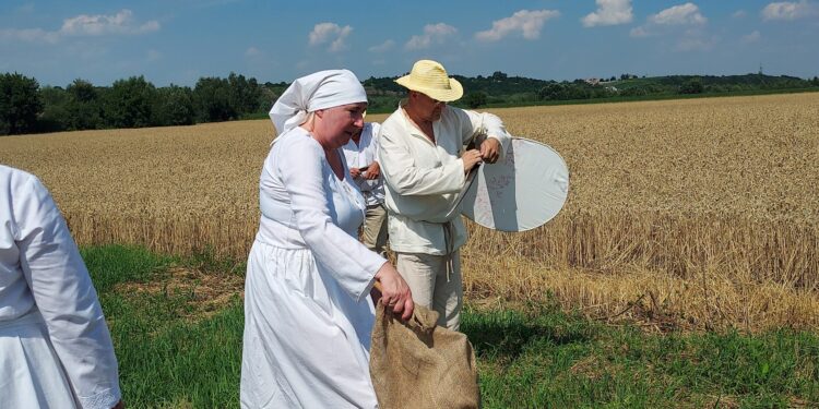 Sandomierz: Regionalista Andrzej Cebula o żniwach na Sandomierszczyźnie.