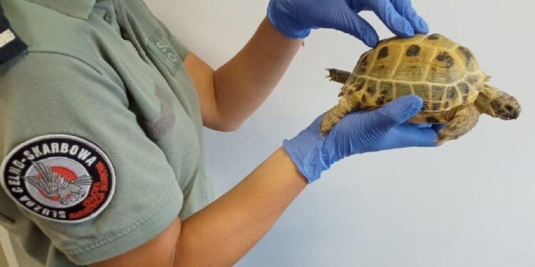 Region: Nielegalny przewóz żółwia
