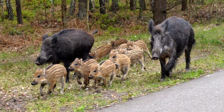 Mielec: Oprysk przeciwko ASF