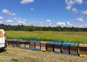 Tarnobrzeg: W Sobowie skradziono ule – całą pasiekę wartą 50 tys. zł.