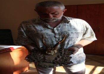 Tarnobrzeg. Nowy dar dla muzeum – poroża.