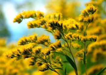 Tarnobrzeg, region. Miododajna mimoza.