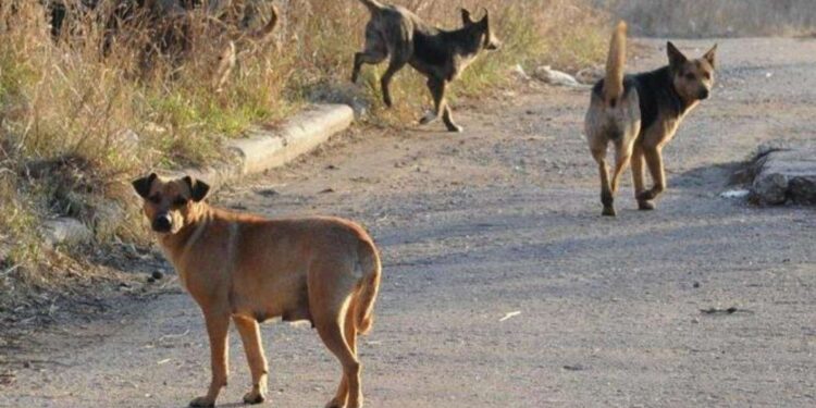 Mielec: NOSTOS Mariusza Janiszewskiego