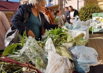 Tarnobrzeg. Szykuj kwiatki.