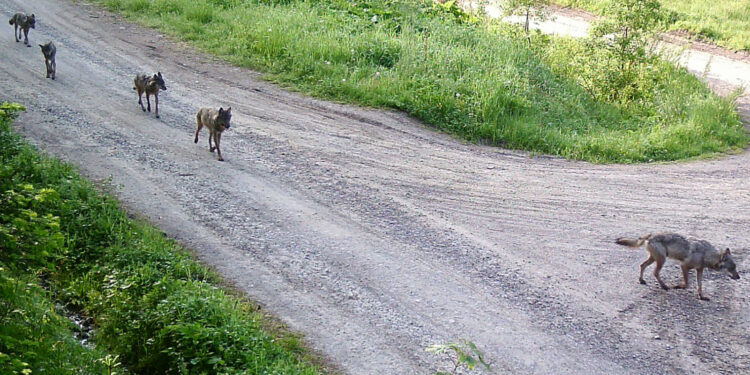 Region: Oko w oko z bieszczadzką przyrodą