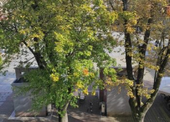 Mielec: Konsultacje ws. wymiany drzewostanu