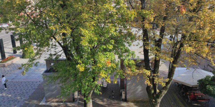 Mielec: Konsultacje ws. wymiany drzewostanu