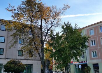 Mielec: Wyciąć, nie wyciąć – posadzić, nie posadzić…