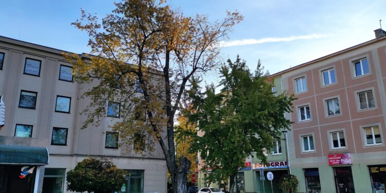 Mielec: Wyciąć, nie wyciąć – posadzić, nie posadzić…