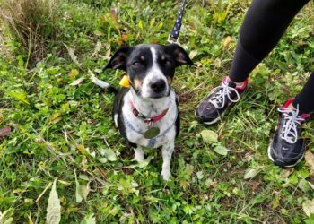 Sandomierz: Potrzeba domów tymczasowych dla psów.