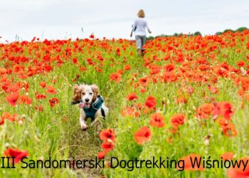 Sandomierz: III Sandomierski Dogtrekking Wiśniowy już w niedzielę.