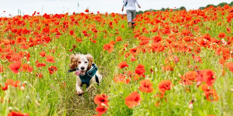 Sandomierz: III Sandomierski Dogtrekking Wiśniowy już w niedzielę.