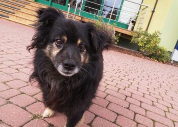 Staszów. Niezwykła historia psa Miśka z grzybowskiego Siarkopolu