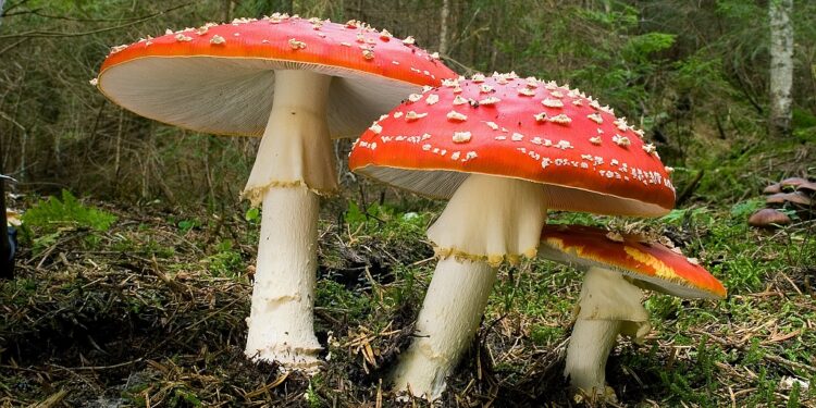 Mielec: Kupujmy  grzyby z atestem !