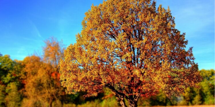 Tarnobrzeg. Nieoceniona rola drzew.