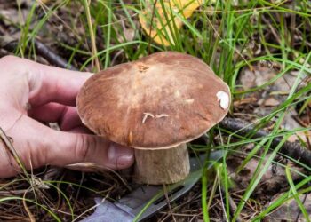 Stalowa Wola: Zgubiła się na grzybach