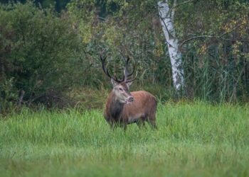 Tarnobrzeg, powiat tarnobrzeski. Niesamowity spektakl w lesie.