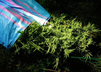 Region: Zlikwidowano plantację konopi