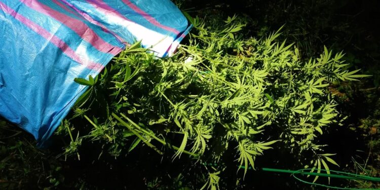 Region: Zlikwidowano plantację konopi