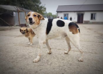 Tarnobrzeg. Pomóż Machowiakom przetrwać zimę