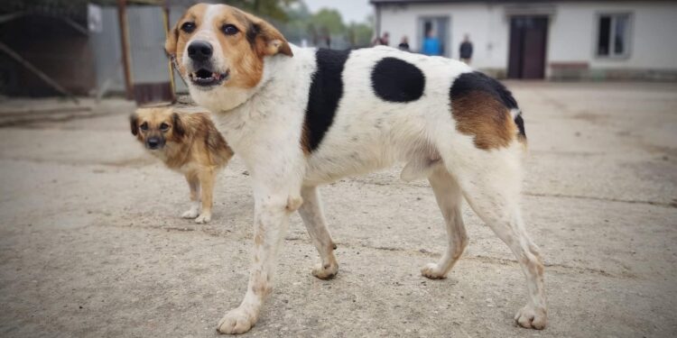 Tarnobrzeg. Pomóż Machowiakom przetrwać zimę