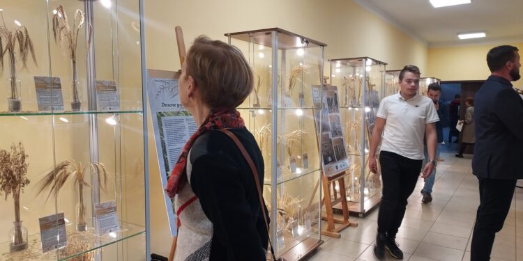 Sandomierz: Stare gatunki i odmiany zbóż na wystawie w Mokoszynie.