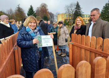 Sandomierz: Potomek dębu „Bartek” upamiętni stulecie „Rolnika”.