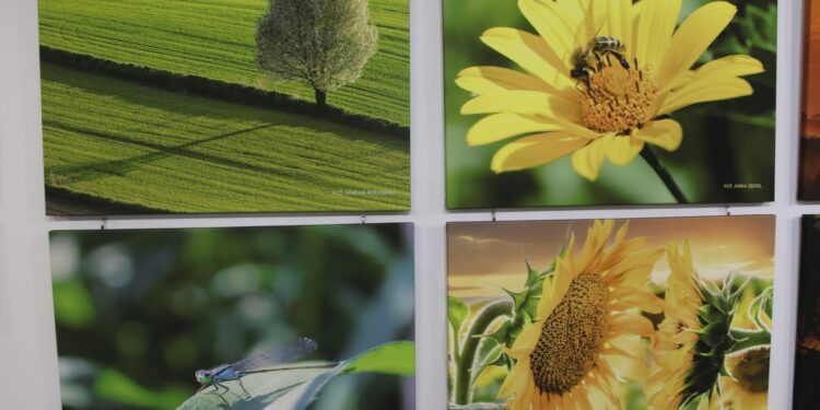 Stalowa Wola: Wyjątkowa wystawa fotograficzna KADRUJEMY 22