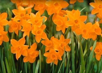 Stalowa Wola: Rozdadzą cebulki kwiatowe za elektrośmieci