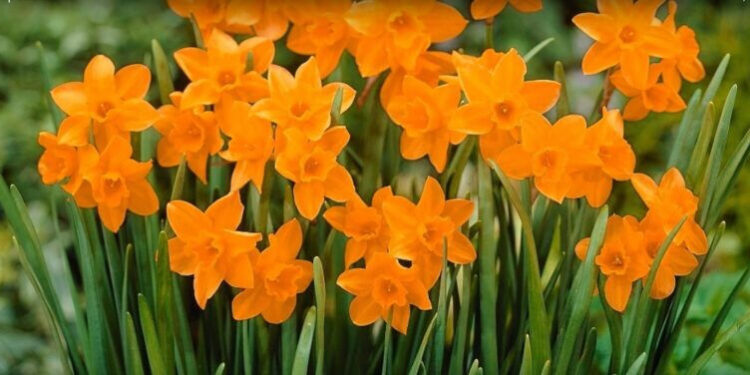 Stalowa Wola: Rozdadzą cebulki kwiatowe za elektrośmieci