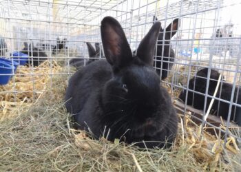 Nowa Dęba. Przyjdź na międzynarodową wystawę królików wiedeńskich