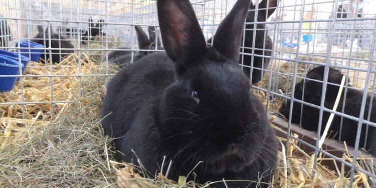 Nowa Dęba. Przyjdź na międzynarodową wystawę królików wiedeńskich