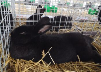 Nowa Dęba. Króliki wiedeńskie na międzynarodowej wystawie