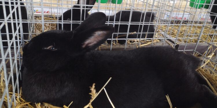 Nowa Dęba. Króliki wiedeńskie na międzynarodowej wystawie