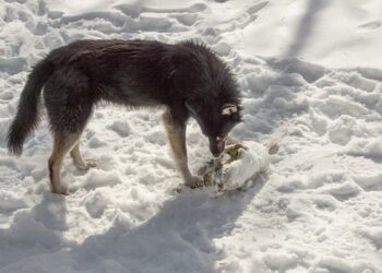 Obraz Taken z Pixabay