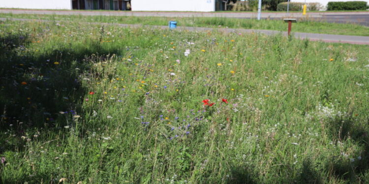 Mielec: Czy będą kolejne łąki kwietne?