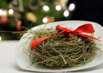 Tarnobrzeg. Sianko na wigilijny stół. Trwa „Choinka Życzeń”.