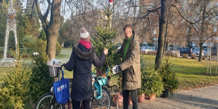 Tarnobrzeg. Rozdali żywe choinki.