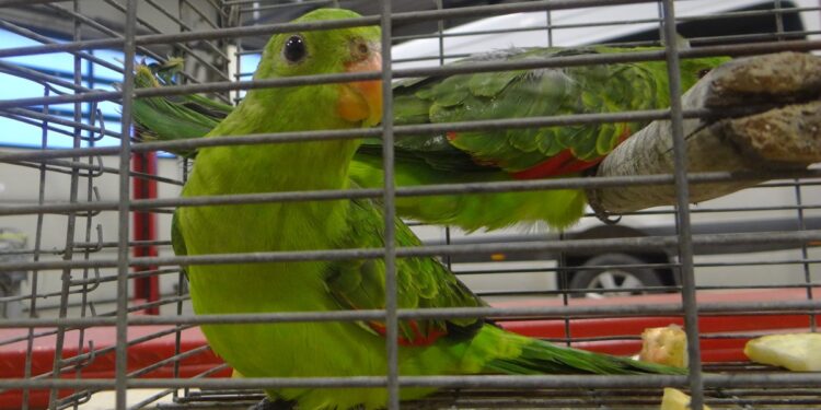 Region: Udaremniono przemyt ptaków