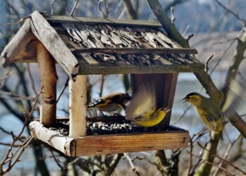 Tarnobrzeg. Dokarmiaj ptaki z głową.